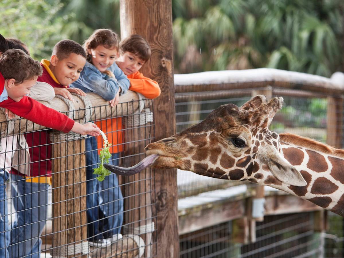 A Day at the Zoo and Buyer’s&nbsp;Remorse