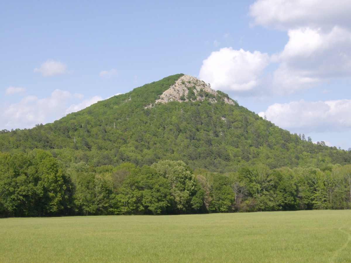 A Tree in the&nbsp;Rocks