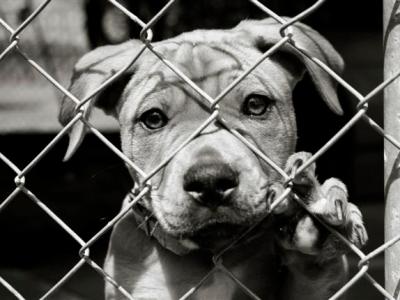 A Glorious Rescue&nbsp;Day