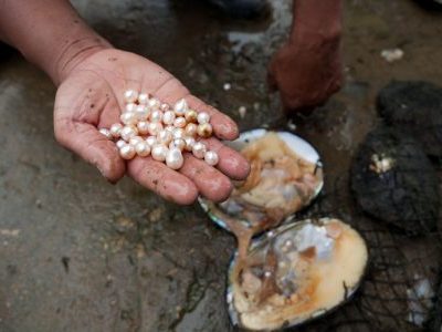 Searching for Pearls