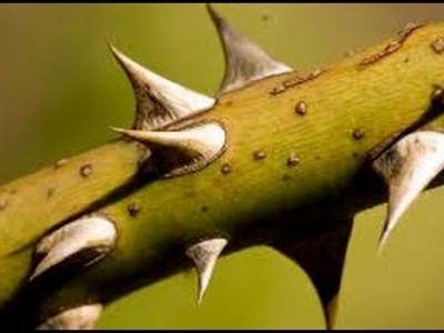 Life Among the&nbsp;Thorns