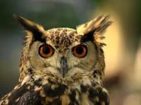 The Wise Old&nbsp;Owl