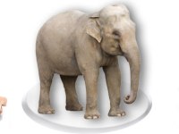 How to Eat an&nbsp;Elephant